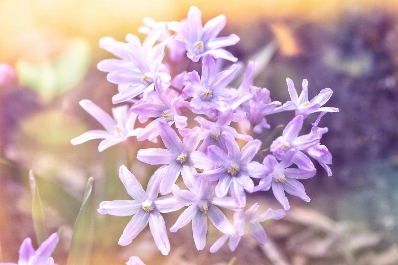 Free stock image of Puschkinie created by Pixabay