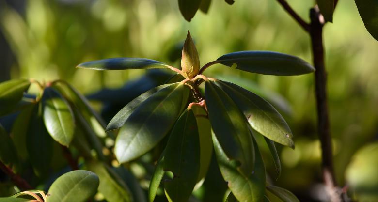 Free stock image of Rhododendron created by Pixabay