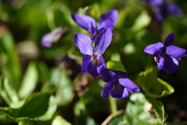 Free stock image of Spring Flower created by Pixabay