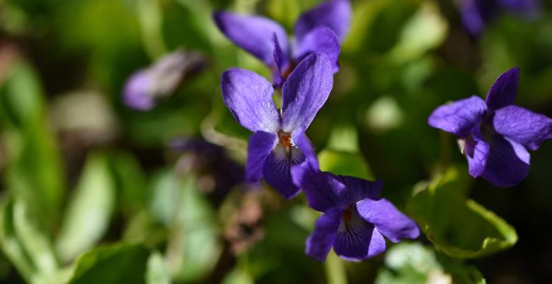Free stock image of Spring Flower created by Pixabay
