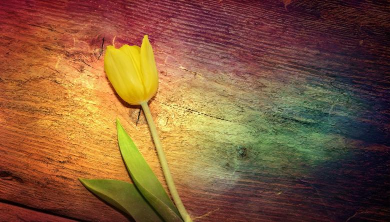 Free stock image of Tulip created by Pixabay