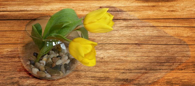 Free stock image of Tulips created by Pixabay