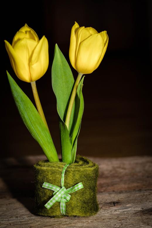 Free stock image of Yellow Tulips created by Pixabay