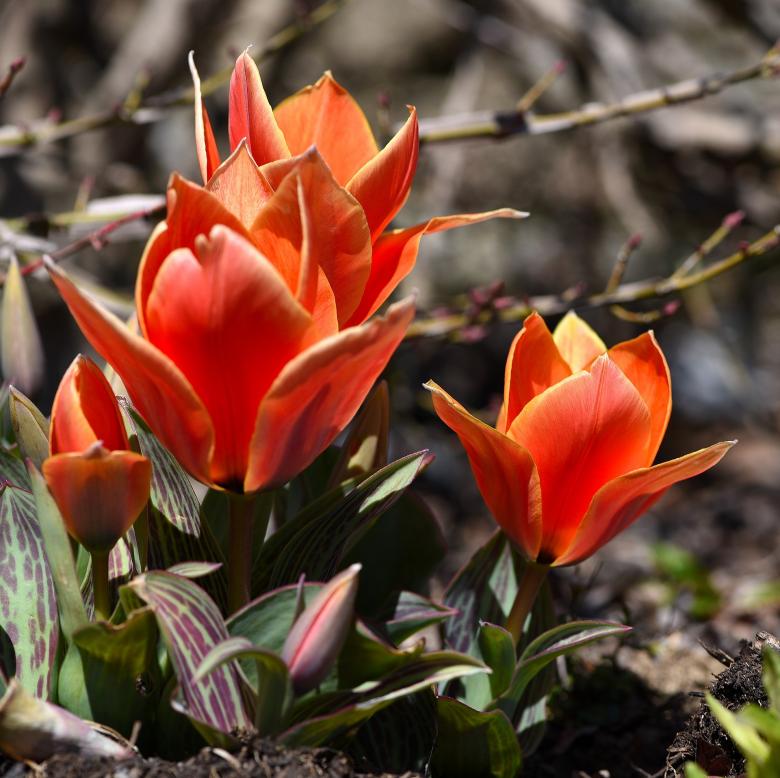 Free stock image of Fresh Flowers created by Pixabay