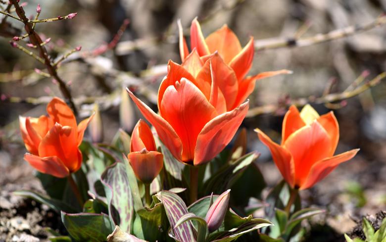 Free stock image of Garden created by Pixabay
