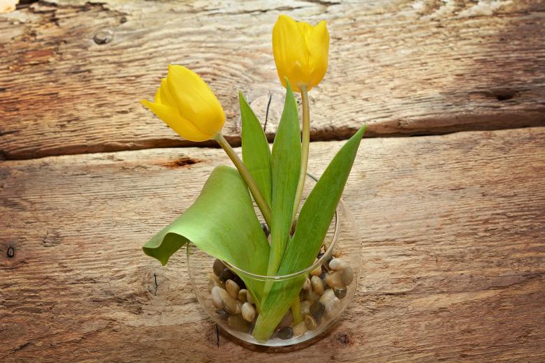 Free stock image of Tulip created by Pixabay