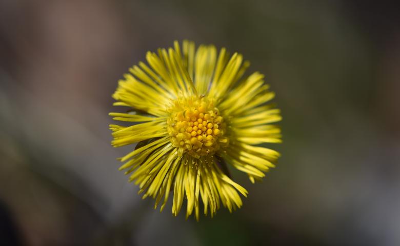 Free stock image of Yellow Flower created by Pixabay