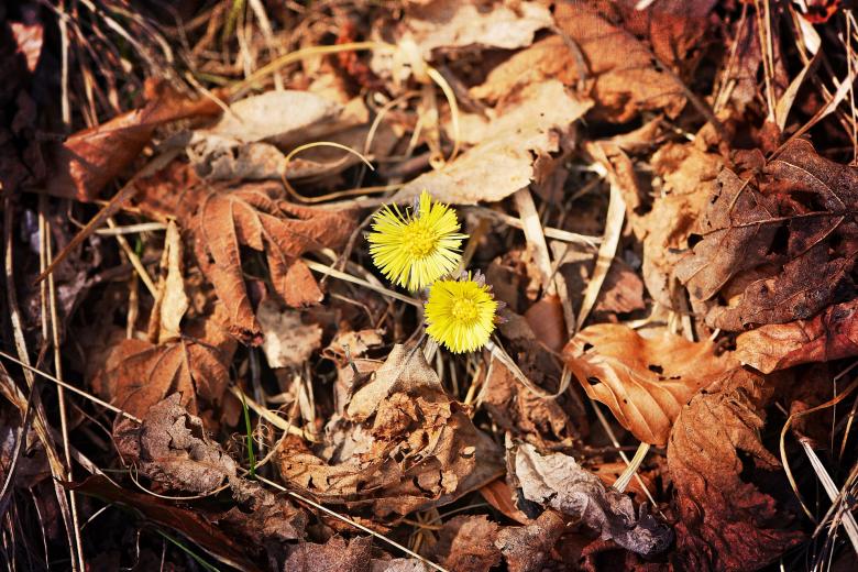Free stock image of Yellow Flowers created by Pixabay