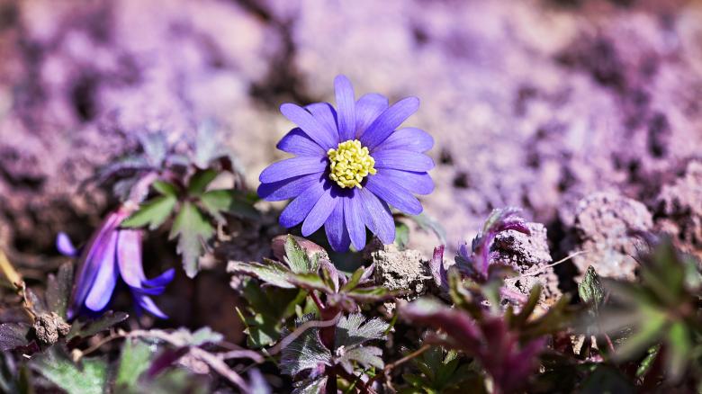 Free stock image of Nature created by Pixabay