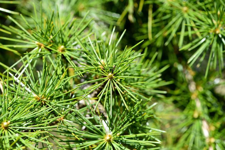 Free stock image of Fir created by Pixabay