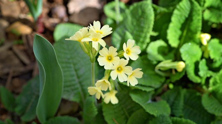 Free stock image of Flower created by Pixabay