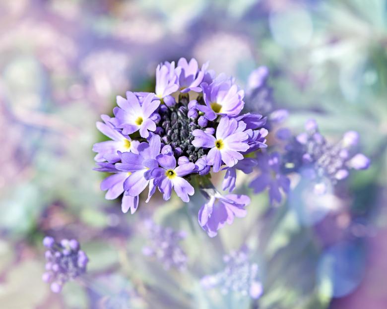 Free stock image of Nature created by Pixabay