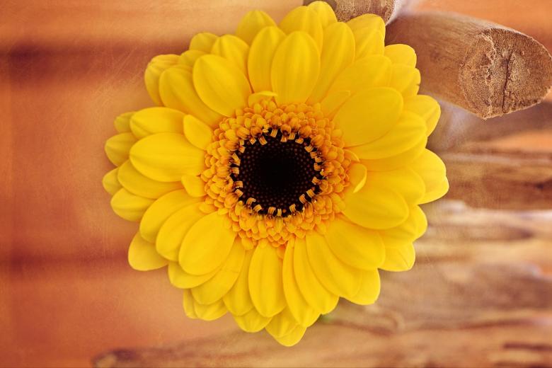 Free stock image of Yellow Flower on Wooden Background created by Pixabay