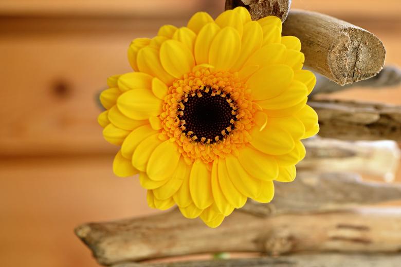 Free stock image of Vivid Yellow Flower created by Pixabay