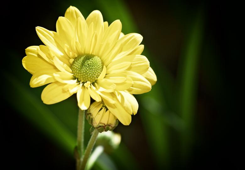 Free stock image of Flower created by Pixabay