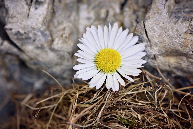 Free stock image of Flower created by Pixabay