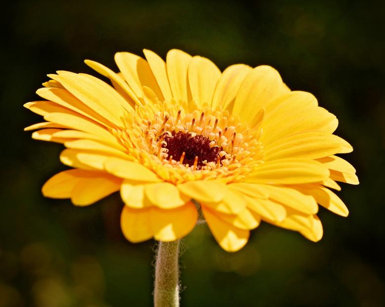 Free stock image of Fresh created by Pixabay