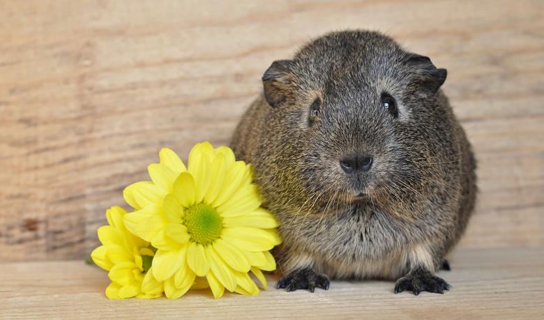 Free stock image of Flower and Guinea Pig created by Pixabay