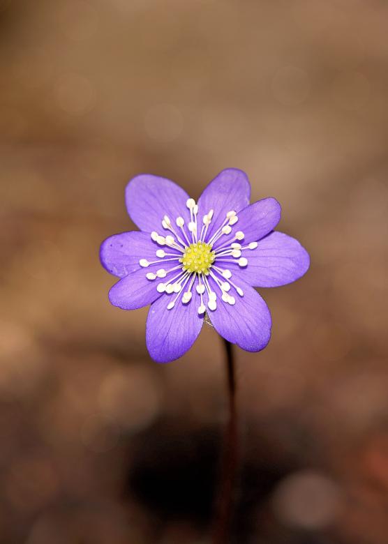 Free stock image of Flower created by Pixabay