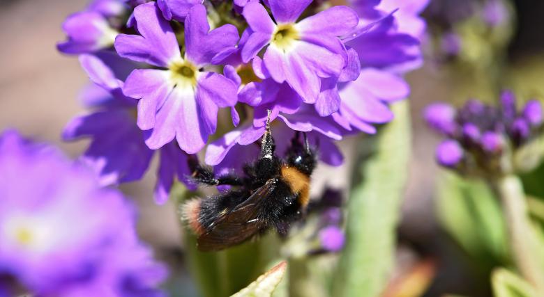 Free stock image of Nature created by Pixabay