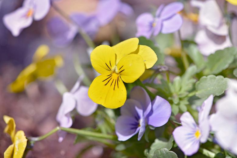 Free stock image of Garden created by Pixabay