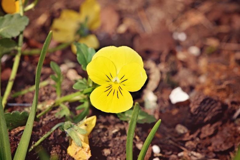 Free stock image of Yellow created by Pixabay