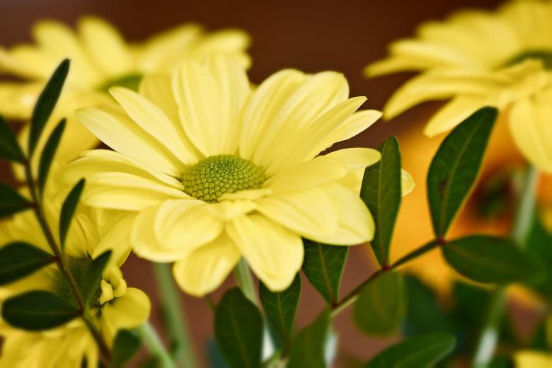 Free stock image of Garden created by Pixabay