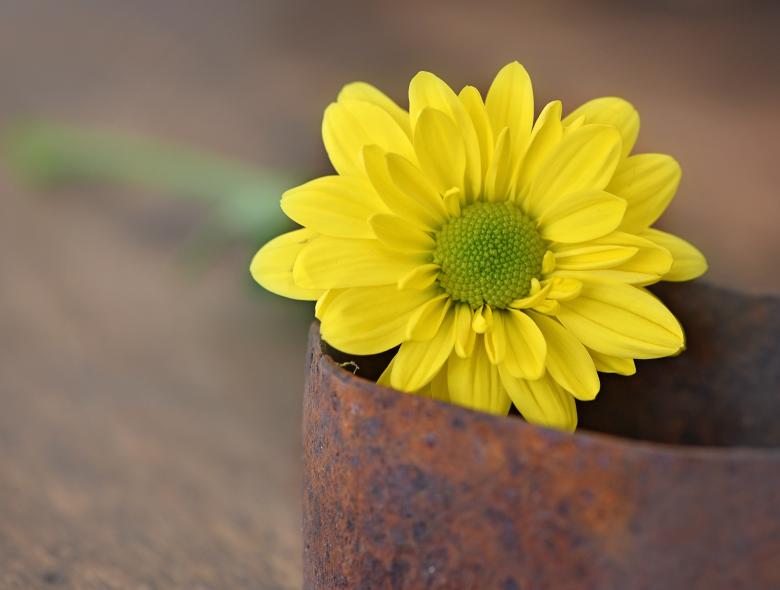 Free stock image of Fresh created by Pixabay