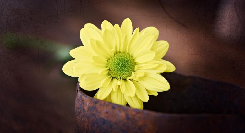 Free stock image of Fresh created by Pixabay