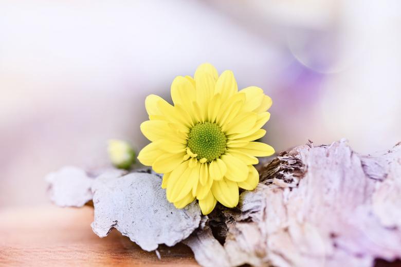 Free stock image of Yellow created by Pixabay