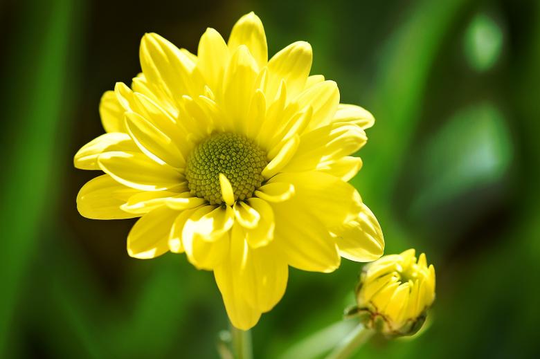 Free stock image of Garden created by Pixabay