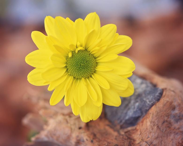 Free stock image of Yellow created by Pixabay