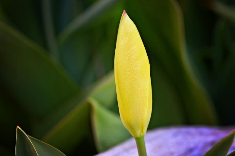 Free stock image of Garden created by Pixabay