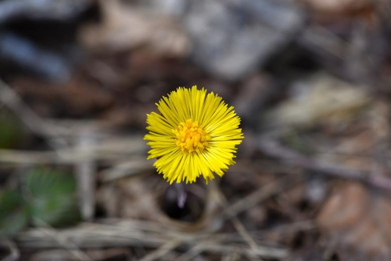 Free stock image of Flower created by Pixabay