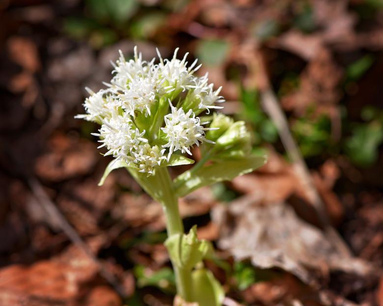 Free stock image of Flower created by Pixabay
