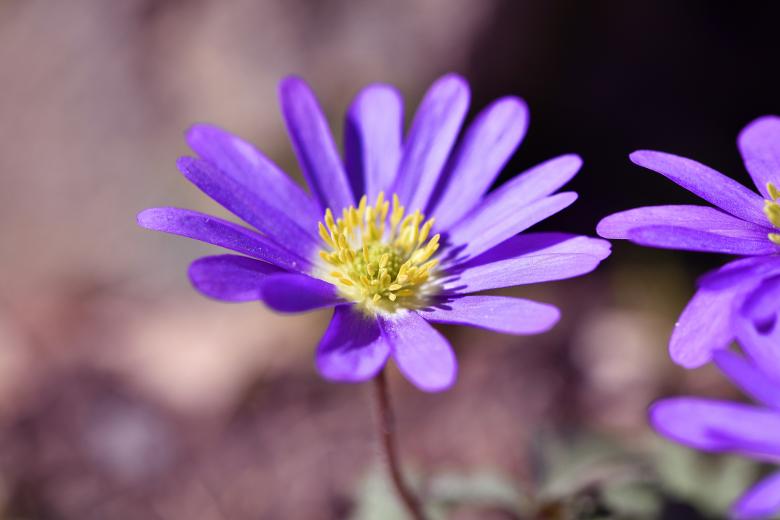 Free stock image of Balkan Anemone created by Pixabay