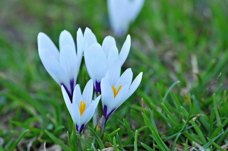 Free stock image of White Crocus created by Pixabay