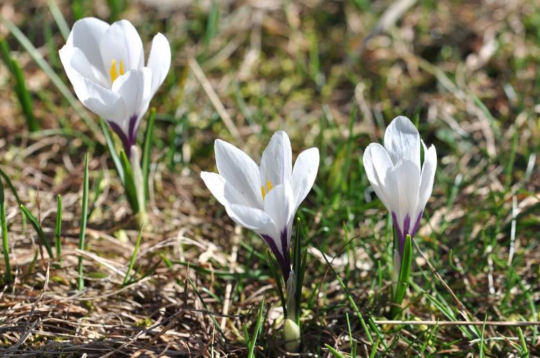 Free stock image of Crocus Flowers created by Pixabay