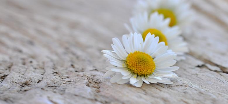 Free stock image of Daisy created by Pixabay