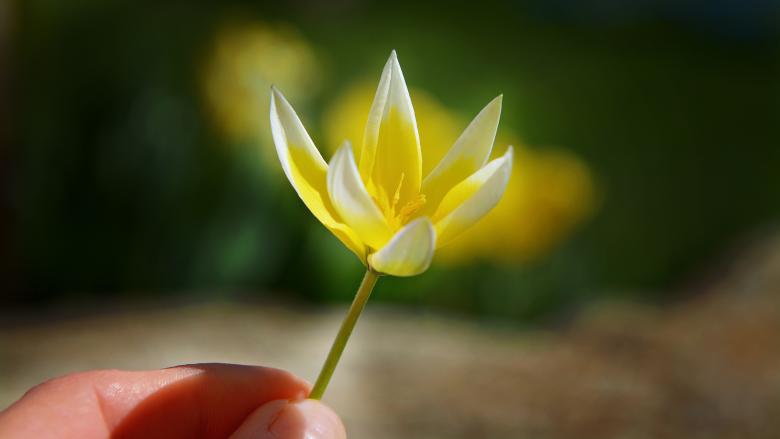 Free stock image of Holding a Flower created by Pixabay