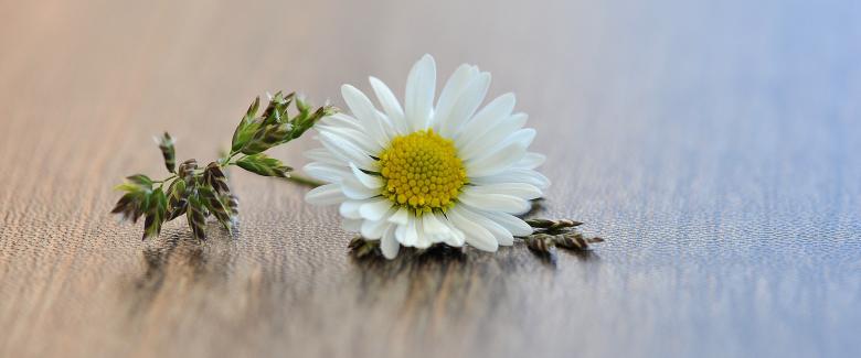 Free stock image of Fresh created by Pixabay