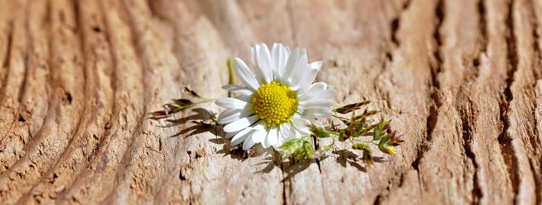 Free stock image of Flower created by Pixabay