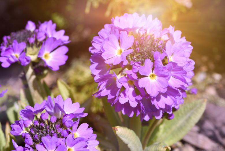 Free stock image of Blooming created by Pixabay