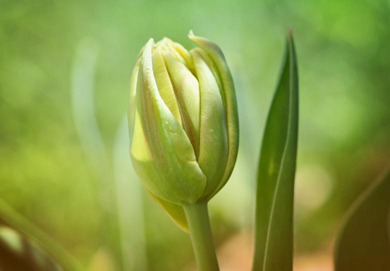 Free stock image of Flower created by Pixabay