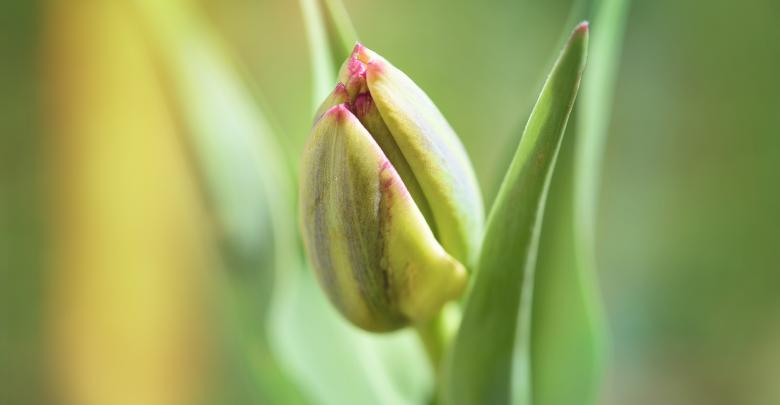 Free stock image of Nature created by Pixabay