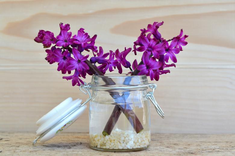 Free stock image of Hyacinth created by Pixabay