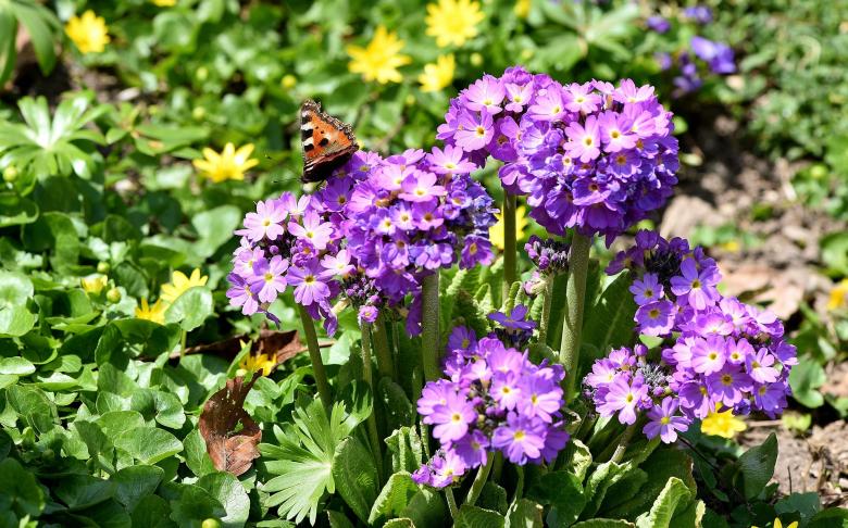 Free stock image of Butterfly  created by Pixabay