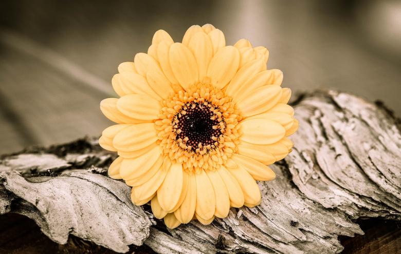 Free stock image of Gerbera created by Pixabay