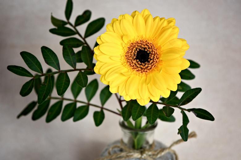 Free stock image of Yellow Flower created by Pixabay