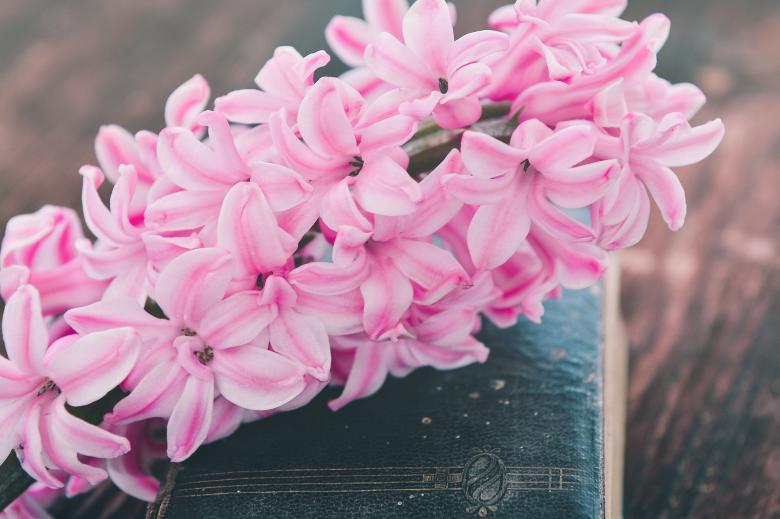 Free stock image of Pink Flowers created by Pixabay